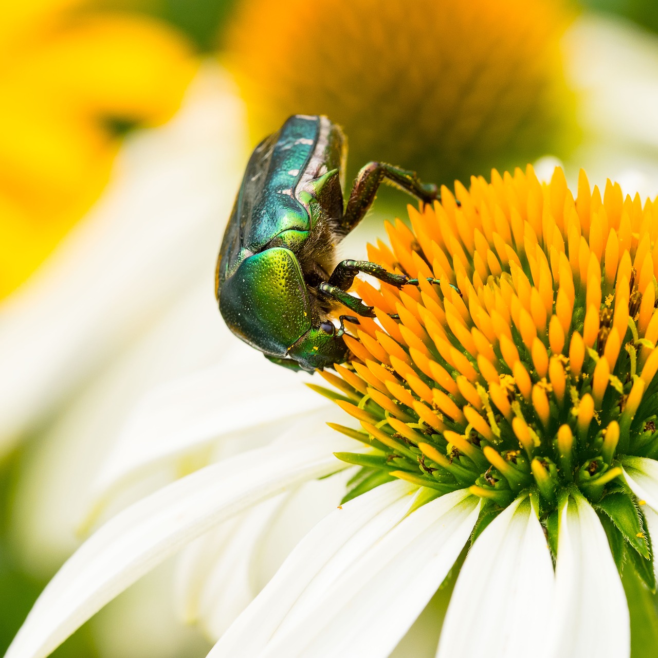 Image - cetoine flower insects nature