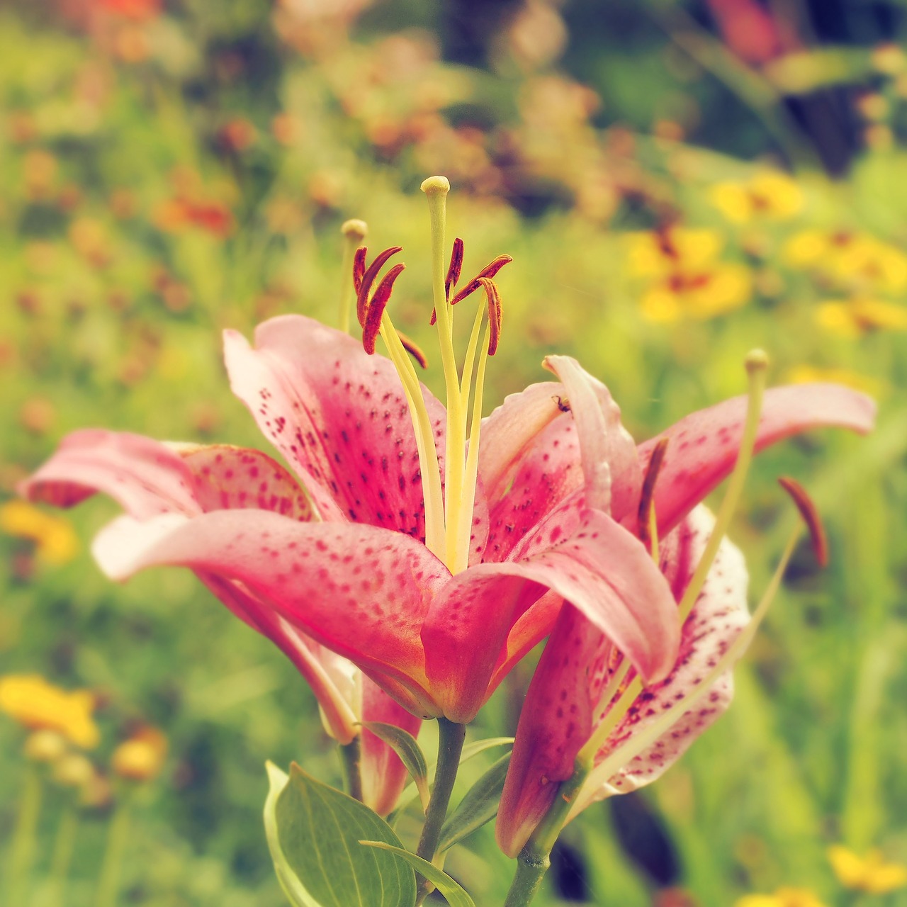 Image - lys flowers nature lily pink