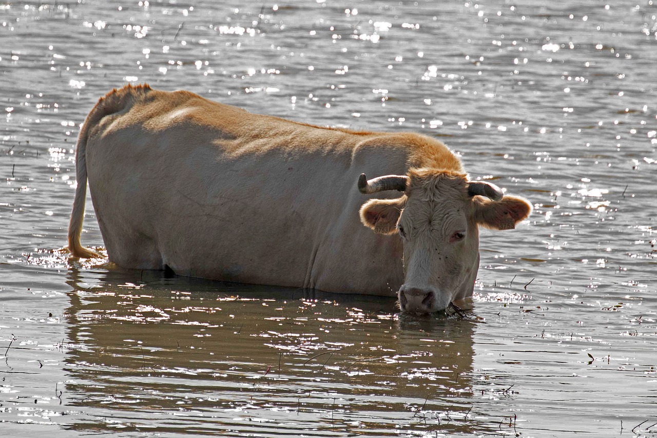 Image - cattle river manzanares spain water