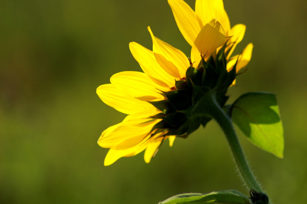 Image - sun flower rear view nature