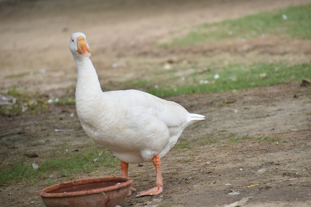 Image - duck white duck bird webbed feet