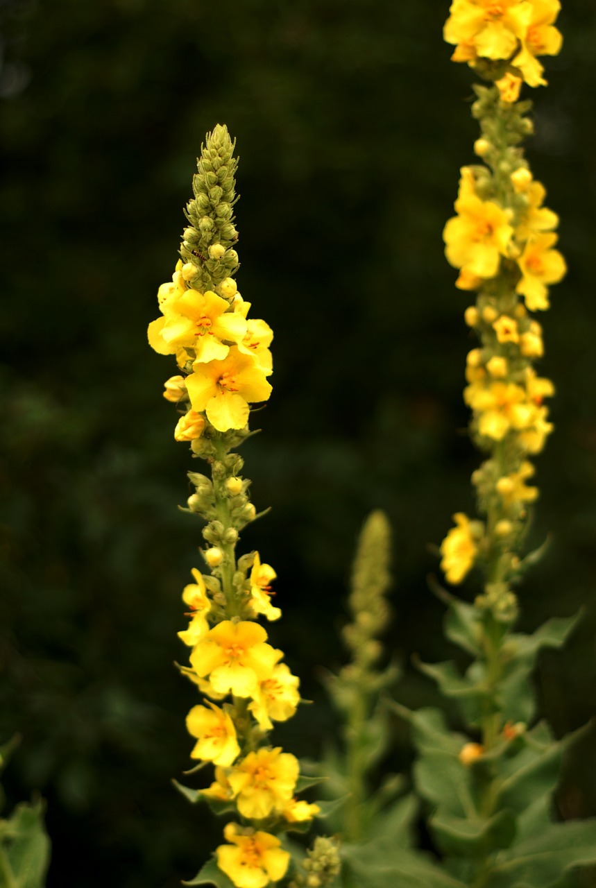 Image - plant herb mullein flower