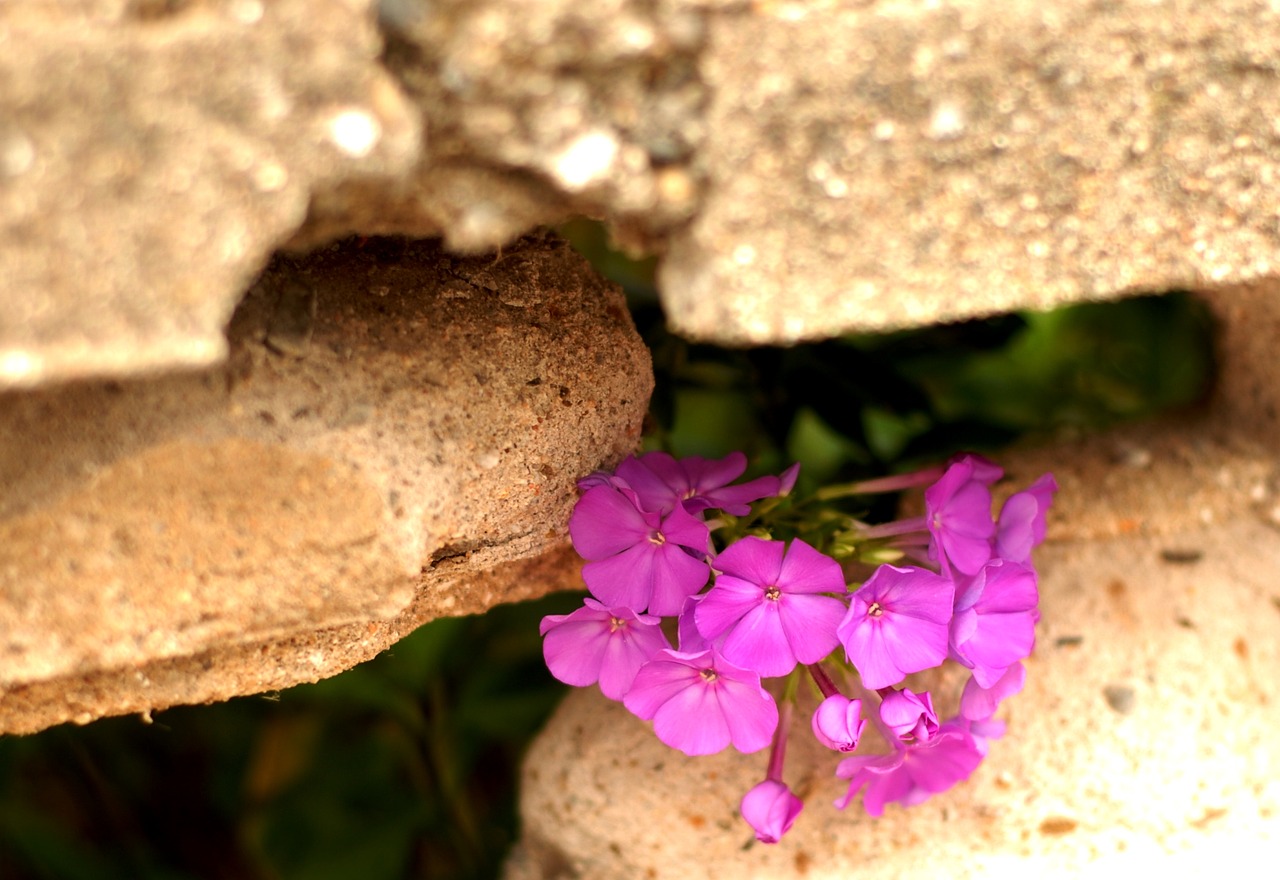 Image - fence hole flower