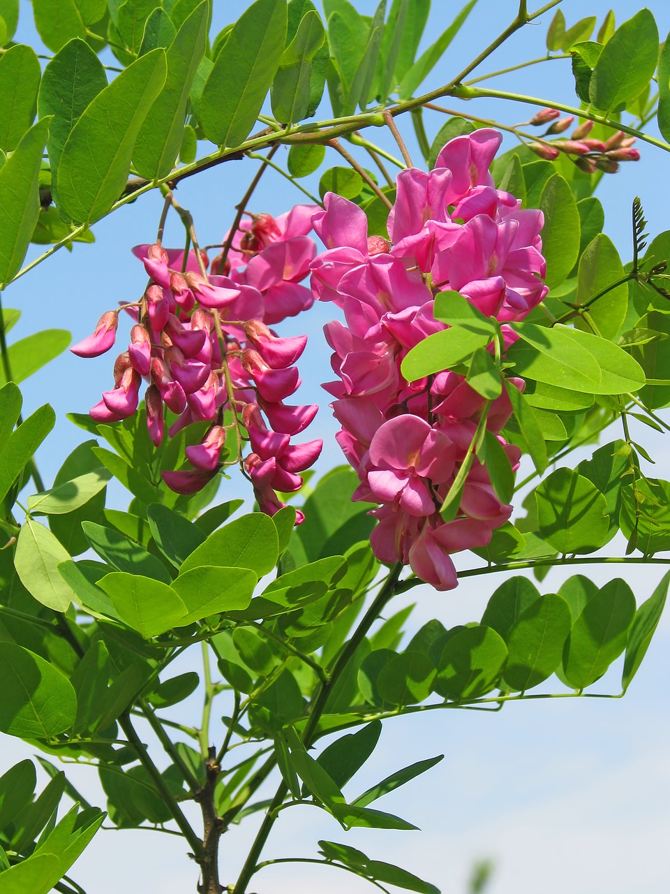 Image - pink acacia acacia flowers