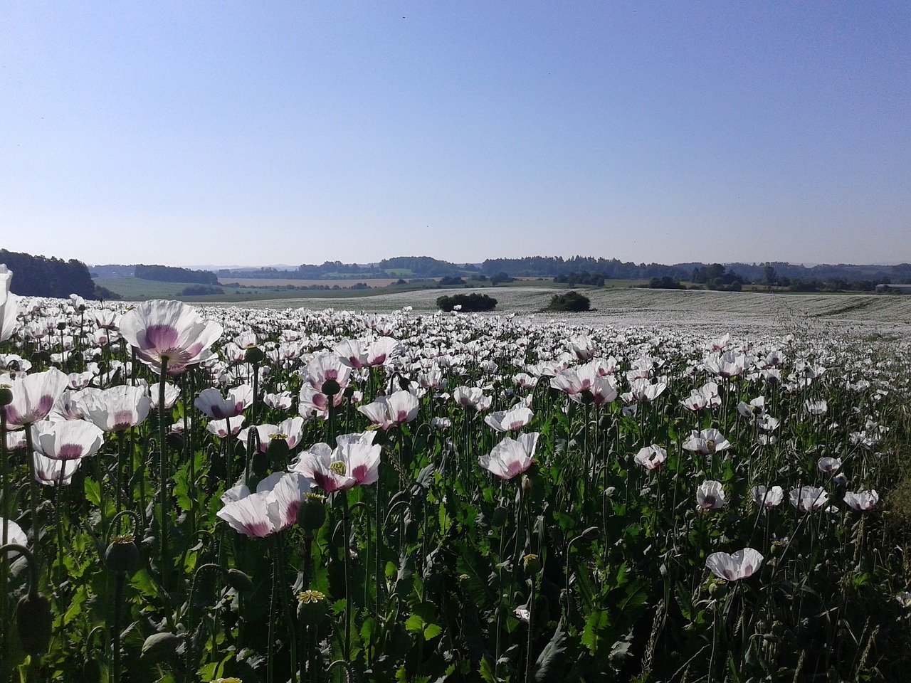 Image - a field of poppies poppies field