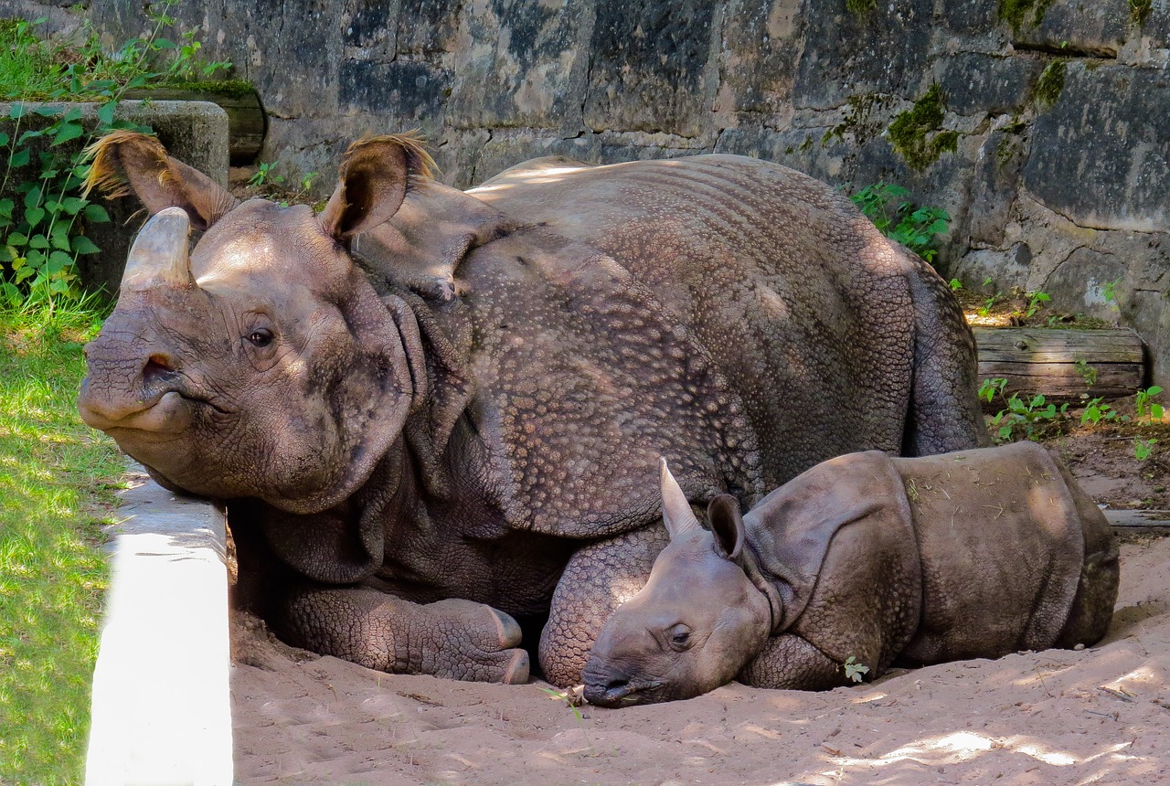 Image - animal rhino pachyderm rhino baby