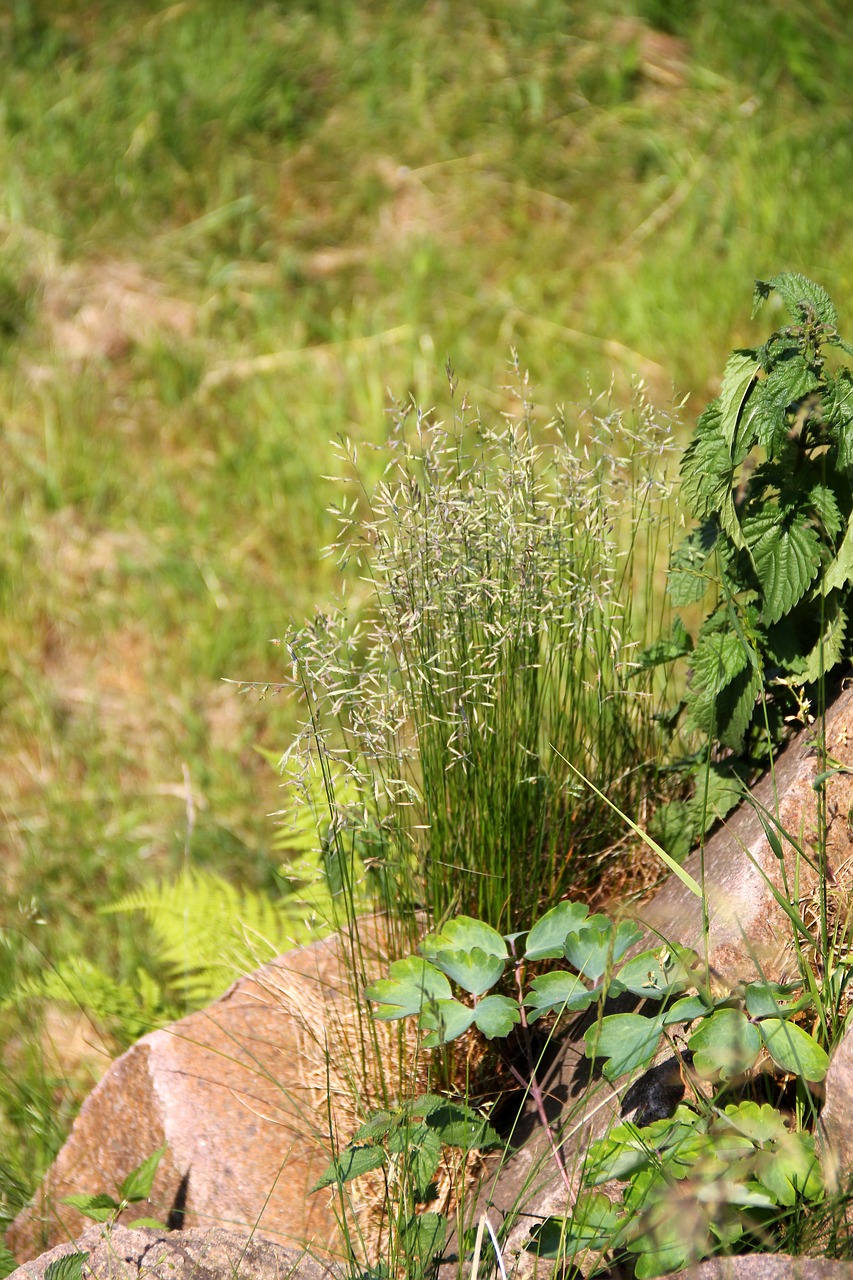 Image - grass garden meadow green plant