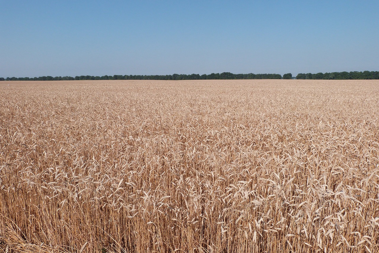 Image - weat wheat field