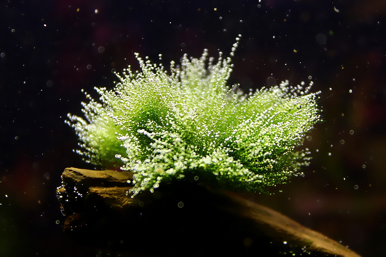 Image - aquarium the moss on the tree branch