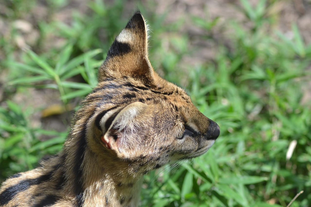 Image - small cat zoo head drawing vigilant