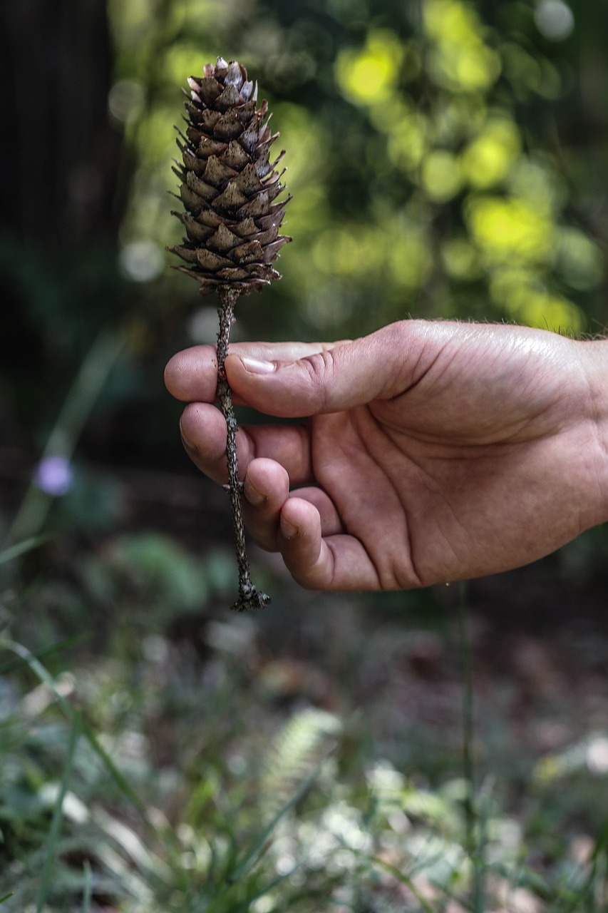 Image - pinecone nature hand male