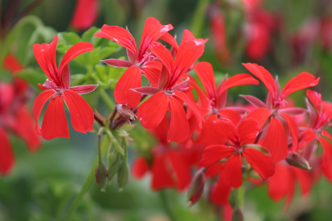 Image - red flower red petals blooming