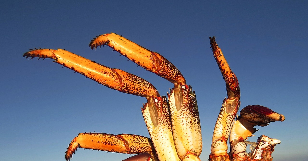 Image - paticas of crab tweezers beach