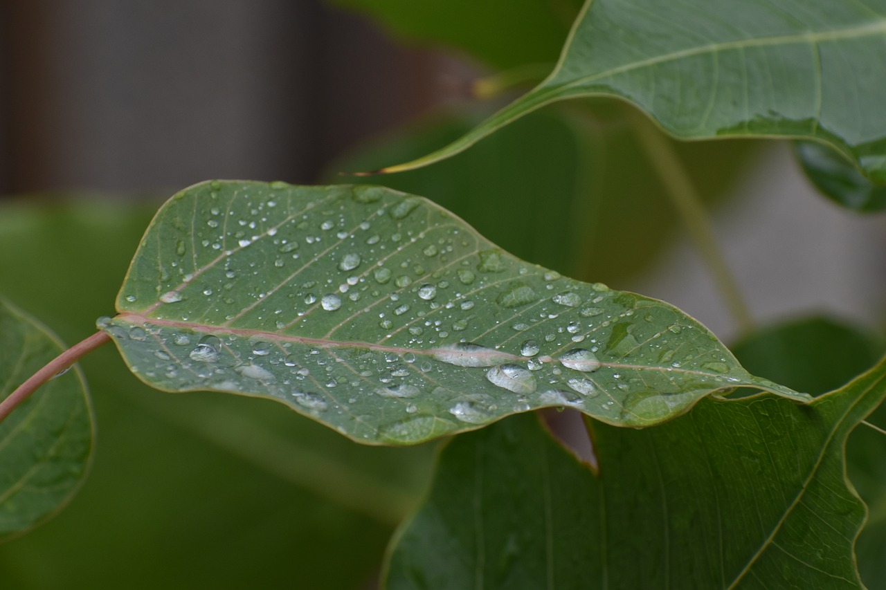 Image - pipal leaf rain drops bodhi leaf