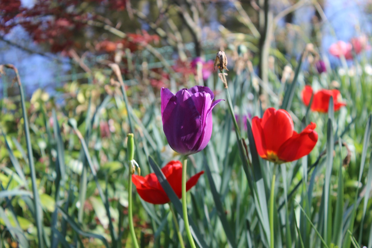Image - flowers flower spring flowering