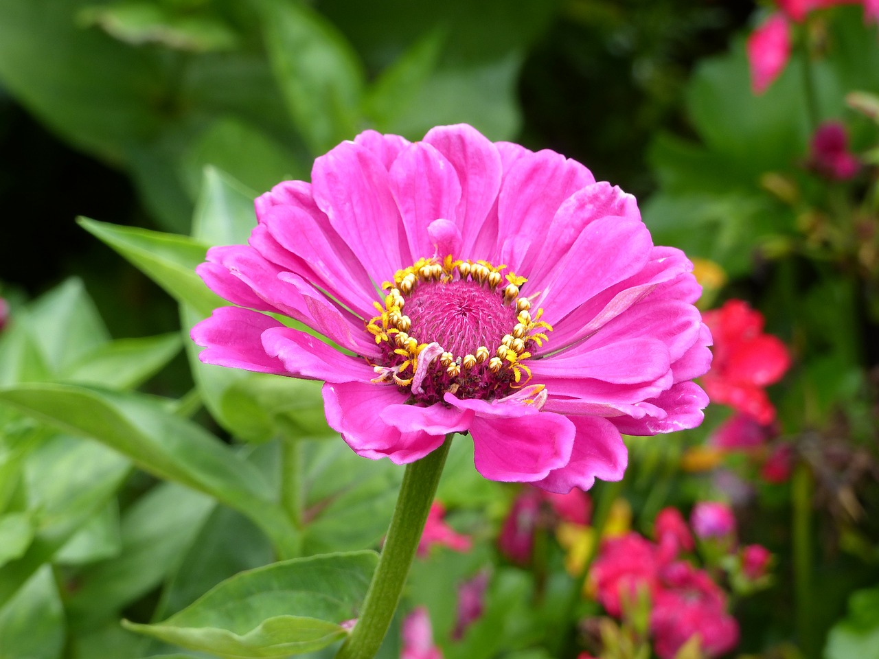 Image - zinnia pink flower garden blossom