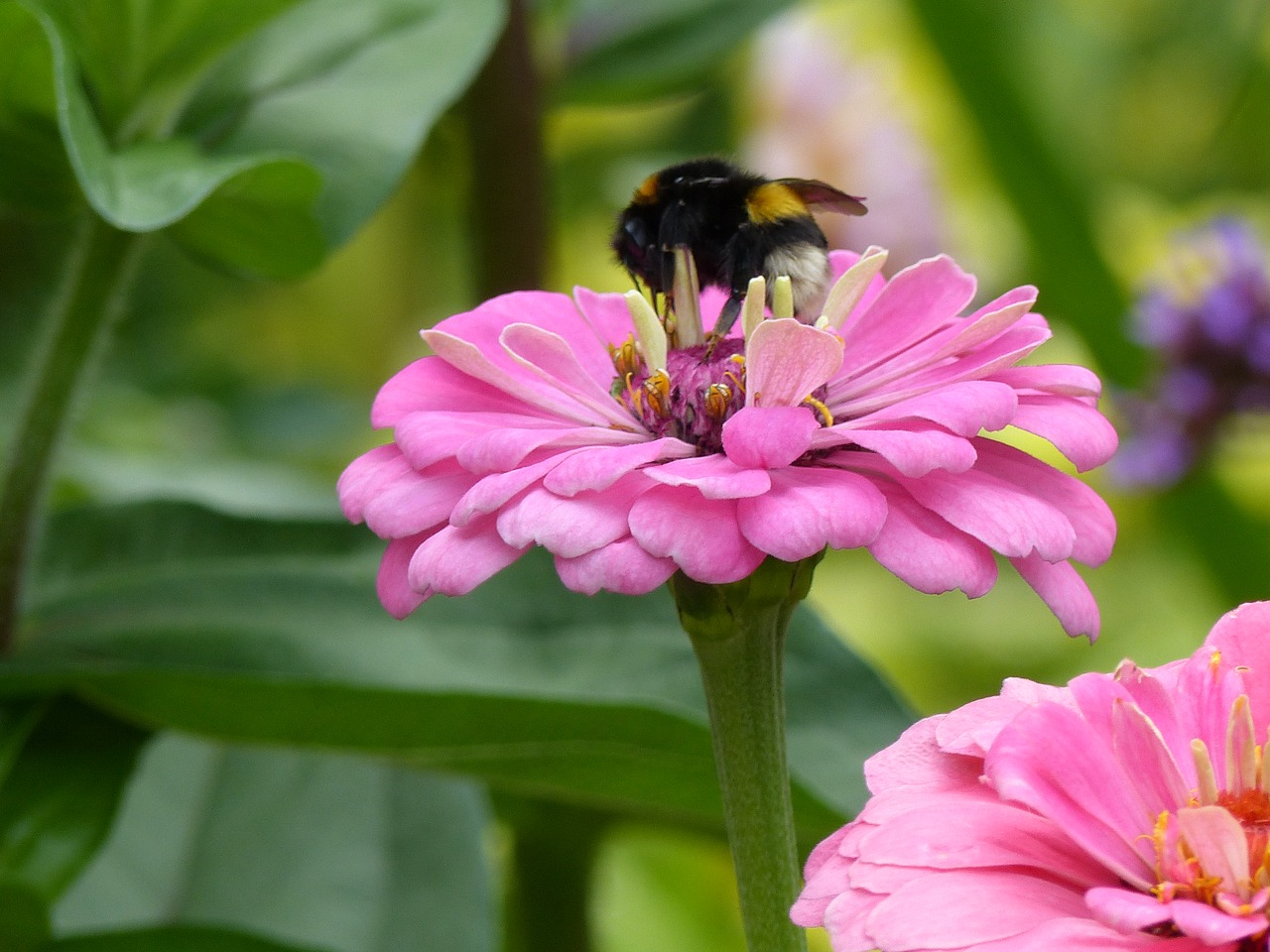 Image - zinnia pink bee close nature