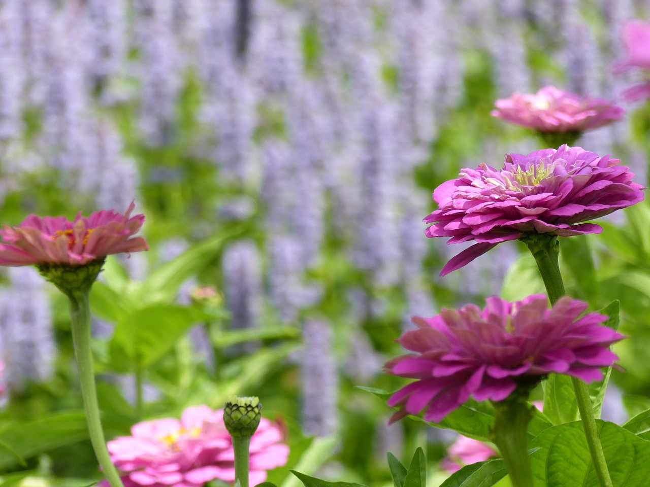 Image - zinnia flowers flower garden nature