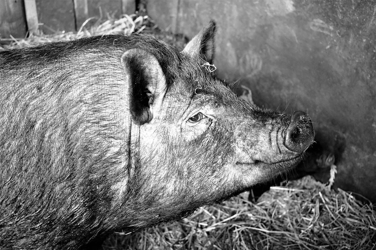 Image - pig pet farmhouse the bristles