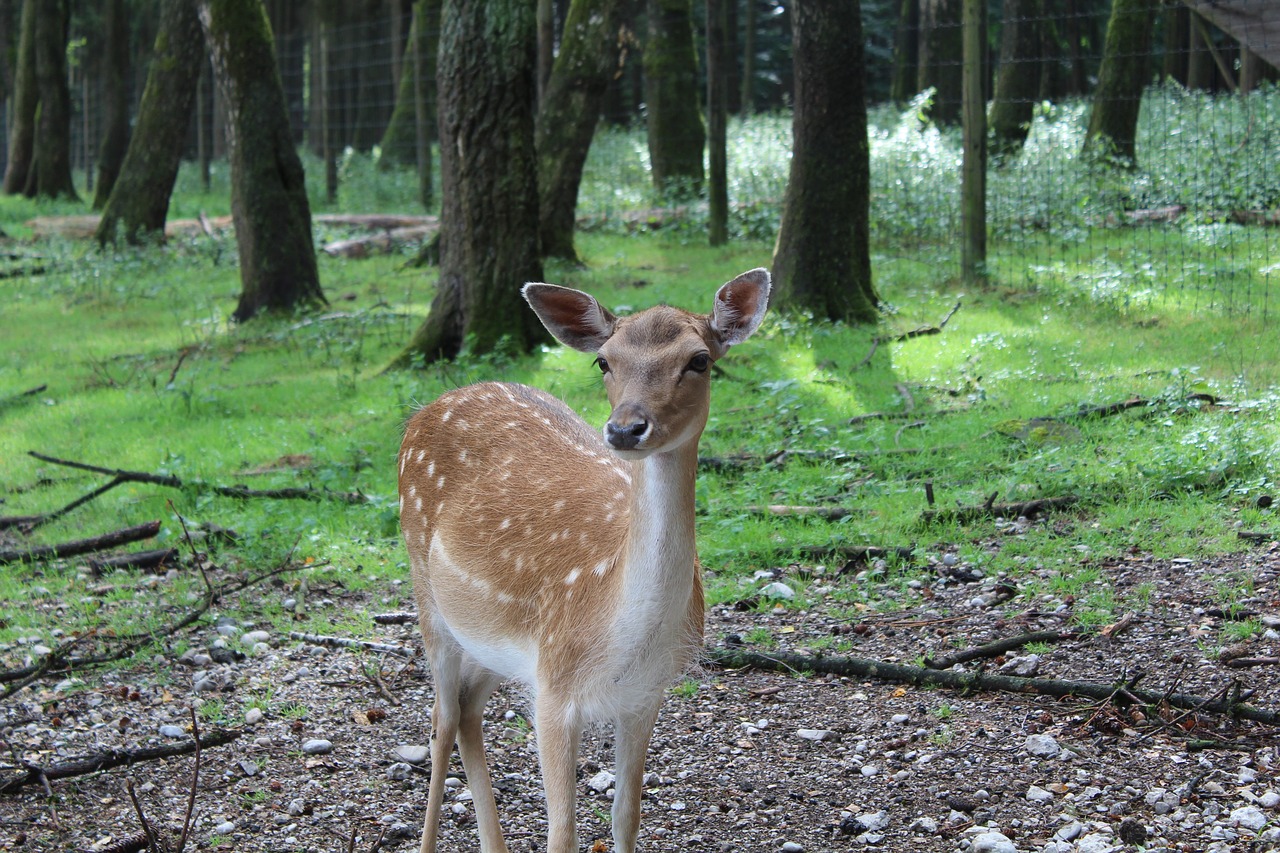 Image - roe deer fallow deer wild nature