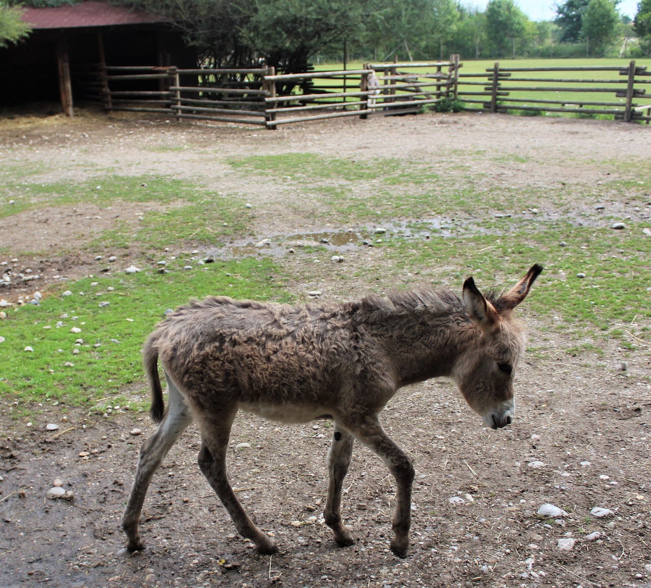 Image - donkey young animal mammal rural