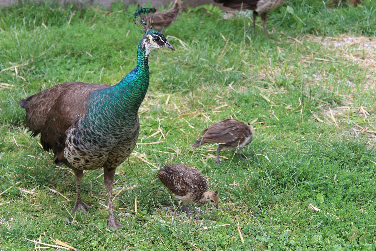 Image - peacock young animal bird feather