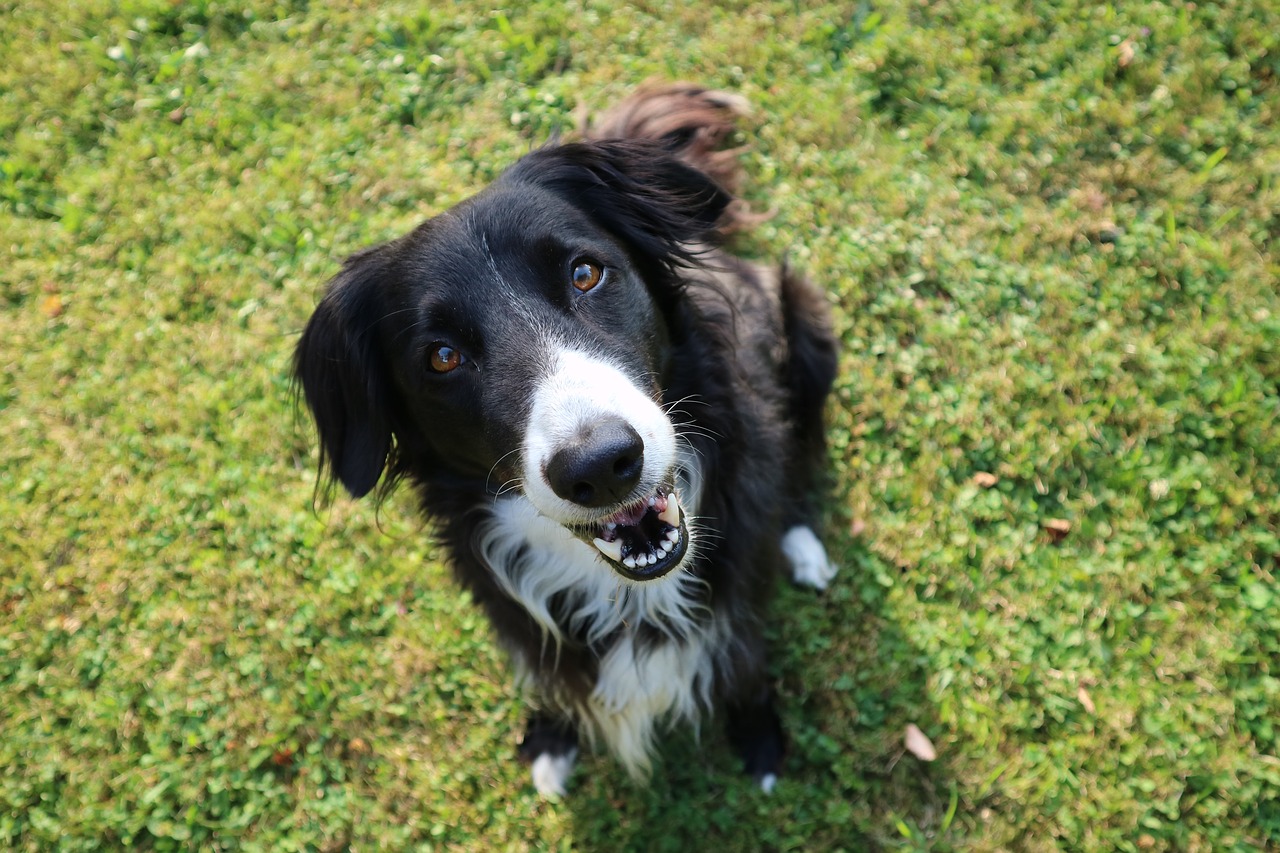 Image - border collie dog british sheepdog