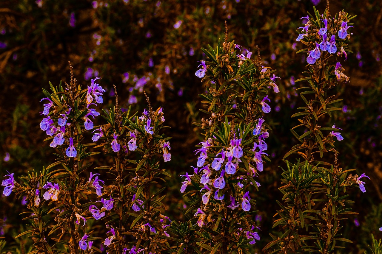 Image - rosemary garden herb landscape