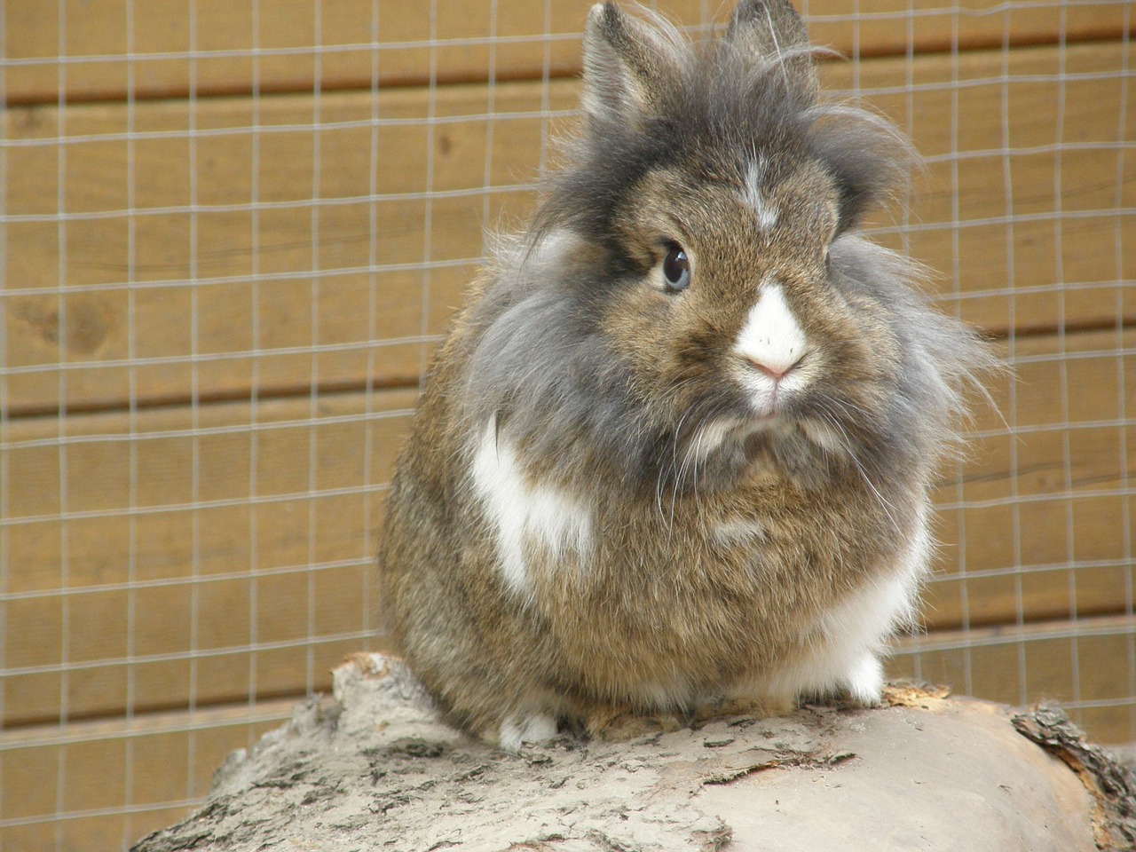 Image - rabbit hare lion head mammal