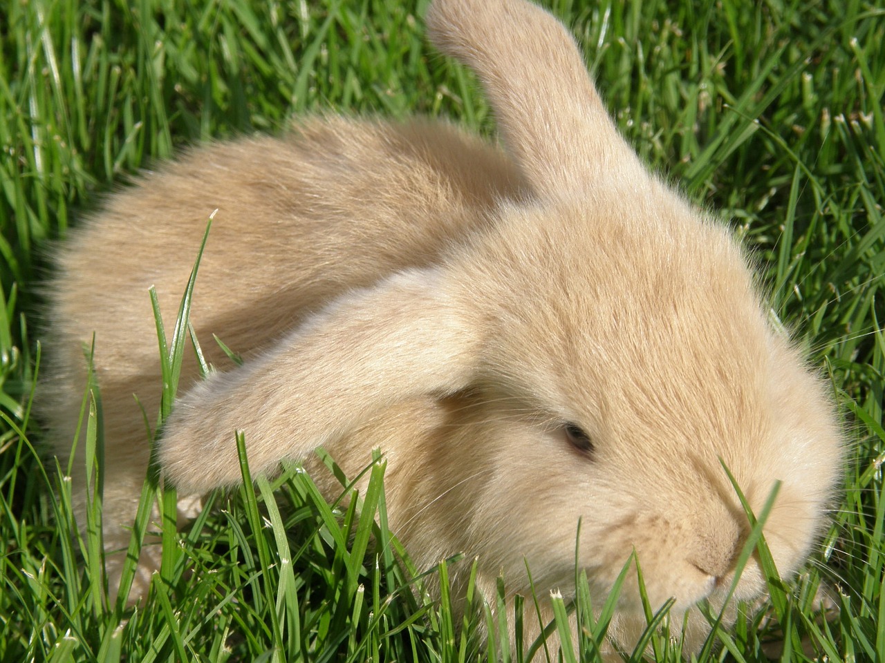 Image - rabbit hare baby floppy ear rodent