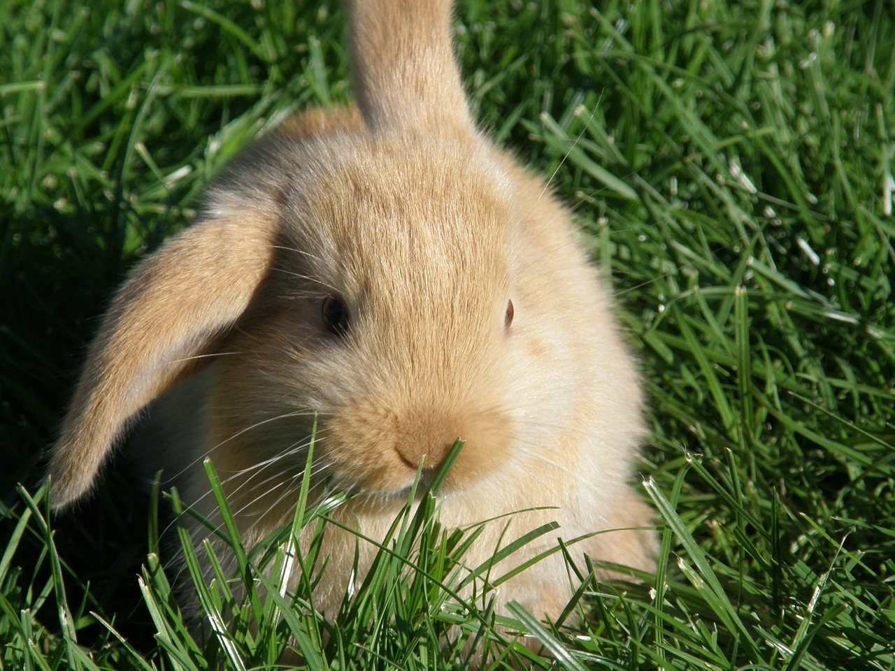 Image - rabbit hare floppy ear baby rodent