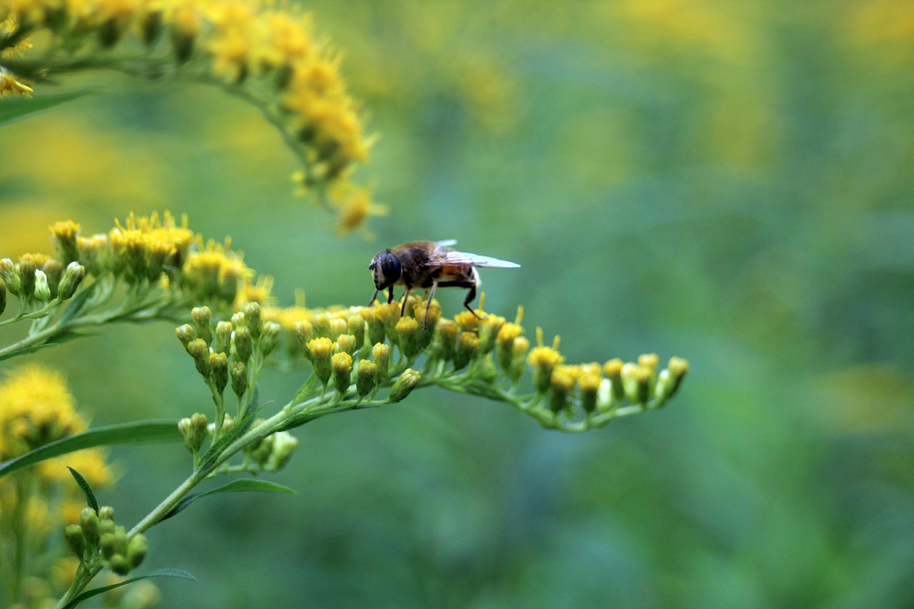 Image - bloom blossom bloom yellow bee