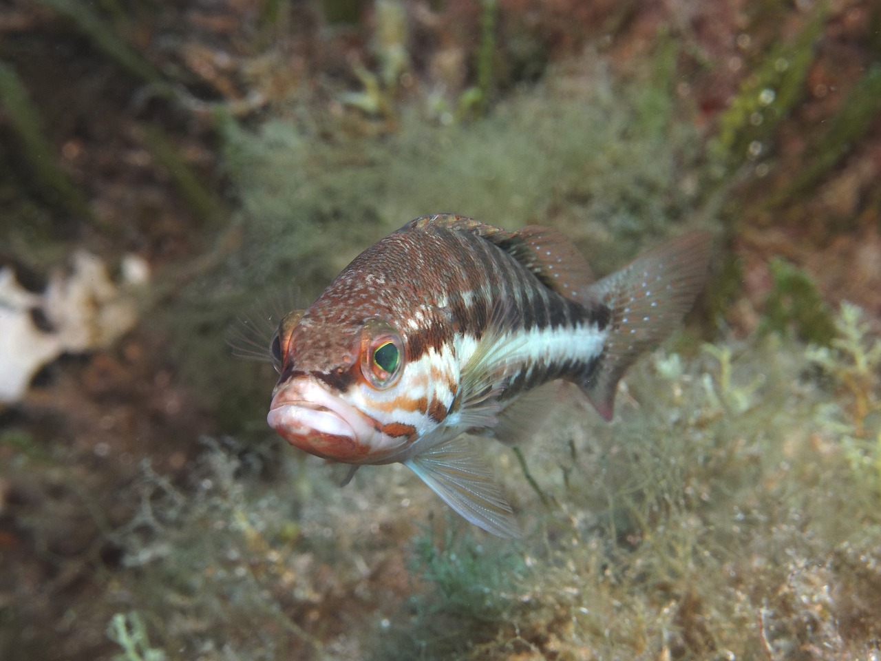 Image - perch diving underwater