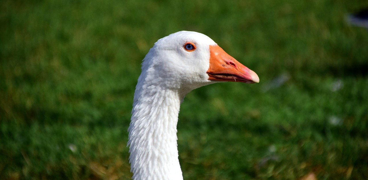 Image - goose domestic goose poultry animal