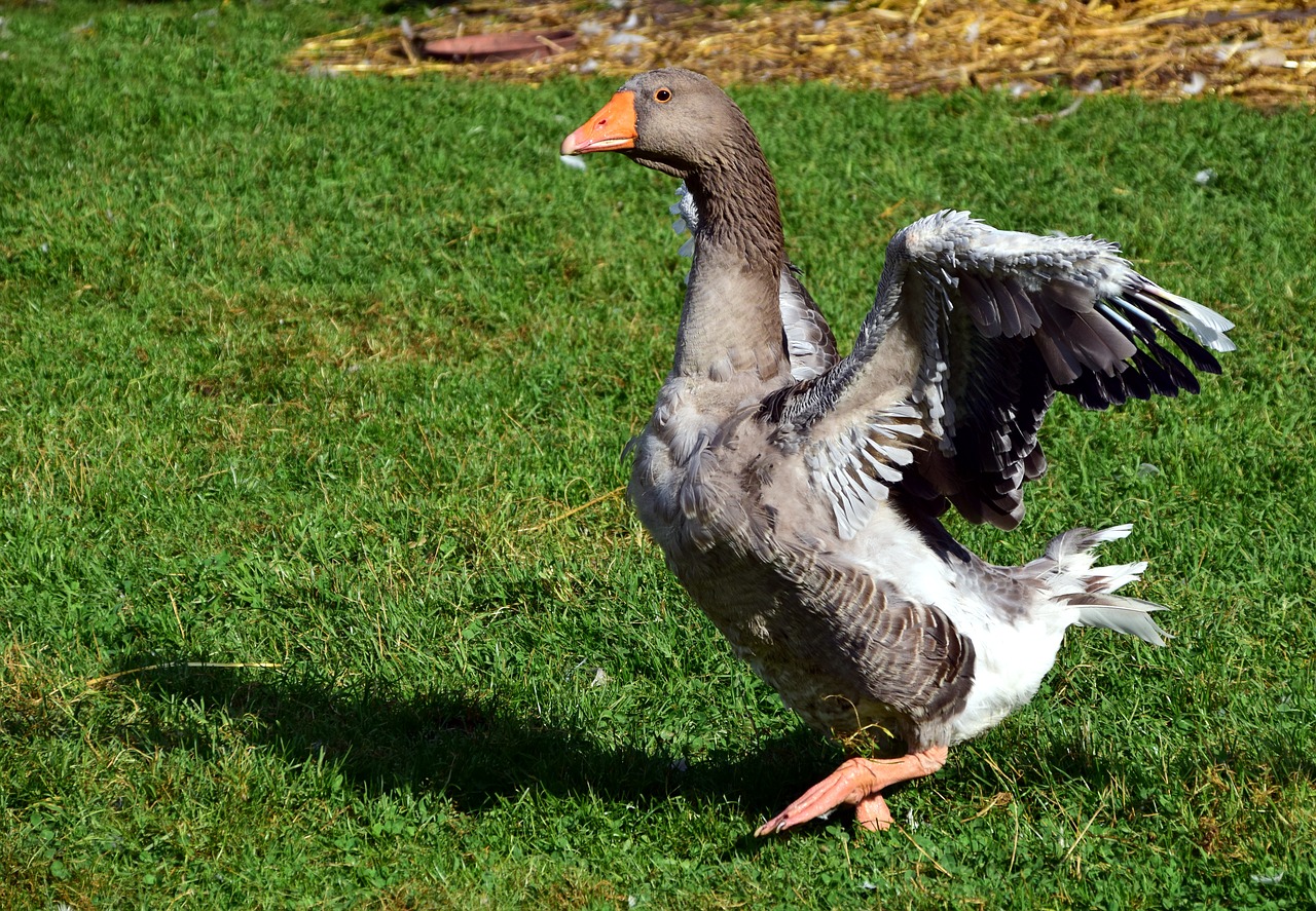 Image - goose domestic goose poultry animal