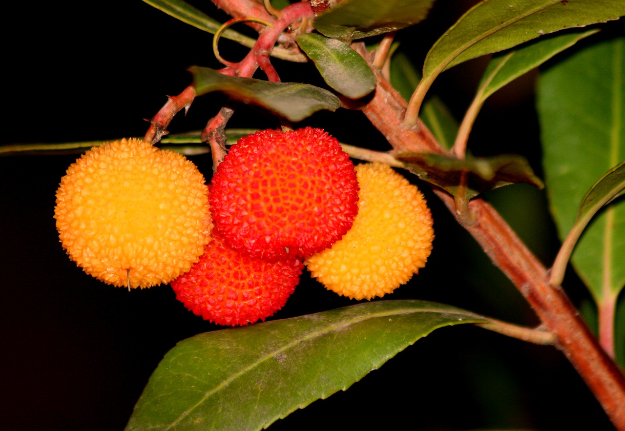 Image - madroño strawberry tree garden