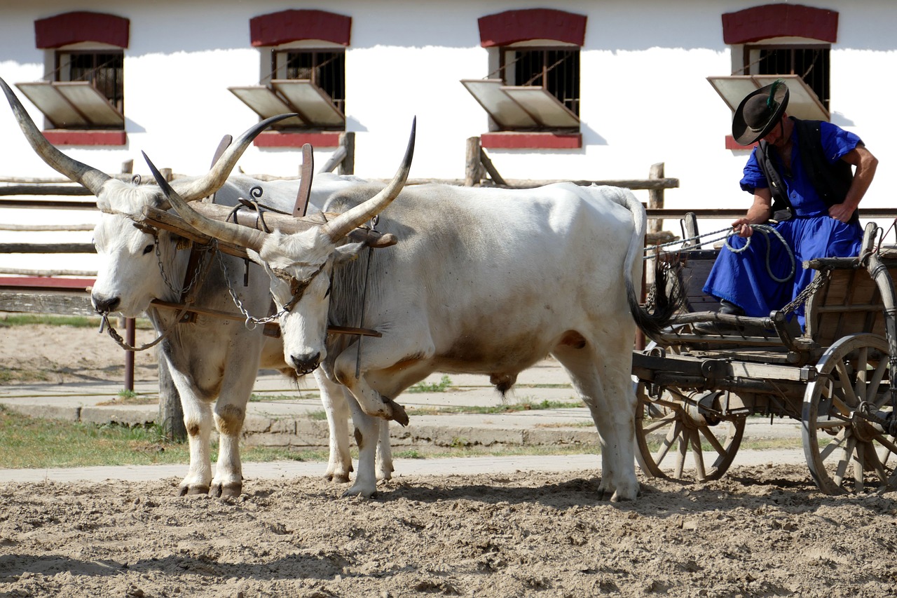 Image - puszta hungary ox horns farm