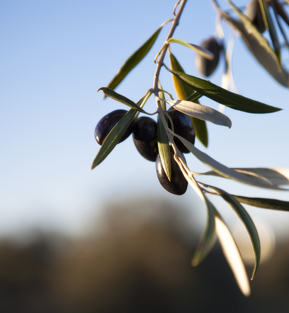 Image - olives olivas fruit oil tree