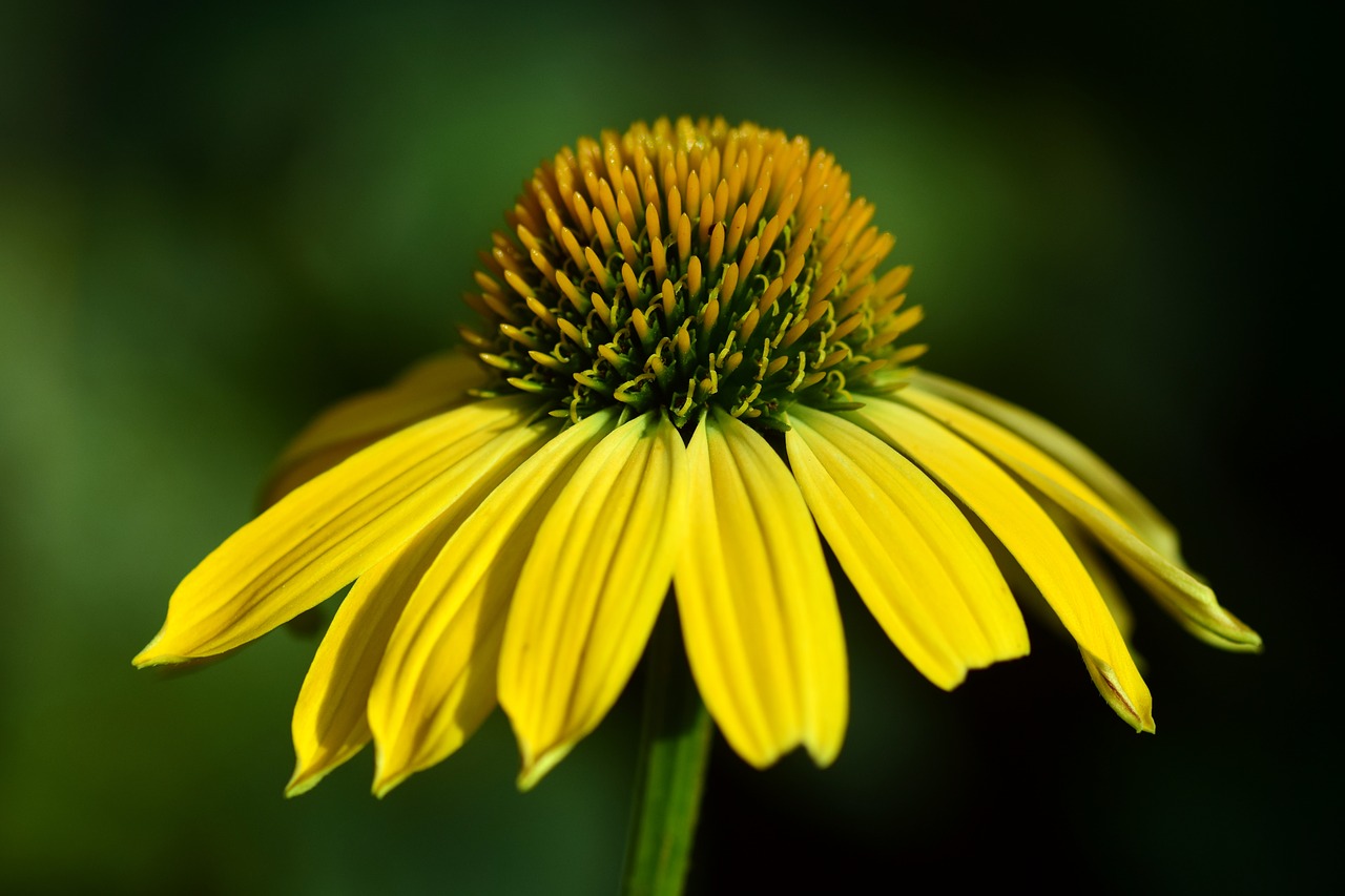 Image - sun hat flower ordinary sonnenhut