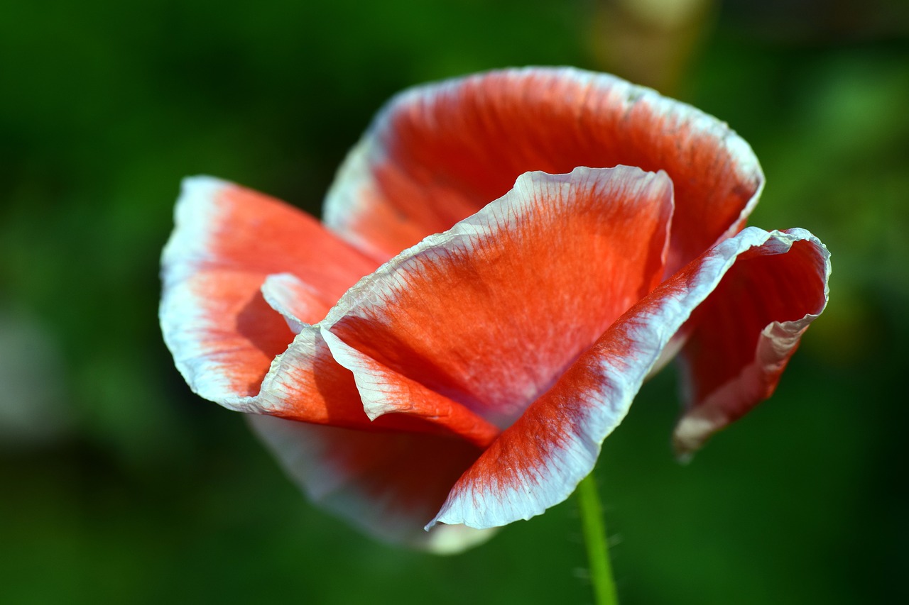 Image - poppy blossom bloom red poppy