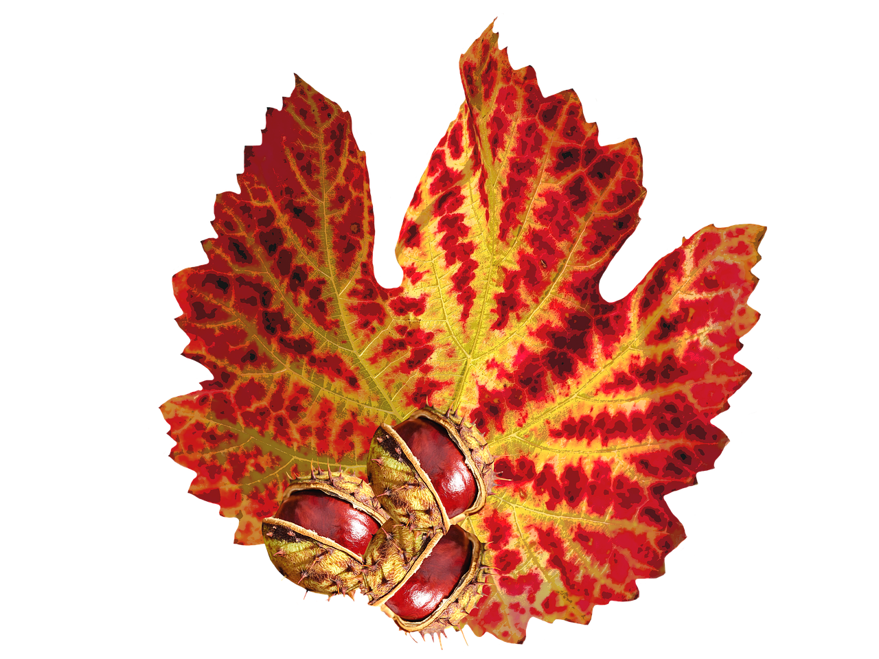 Image - autumn autumn leaf chestnut nature