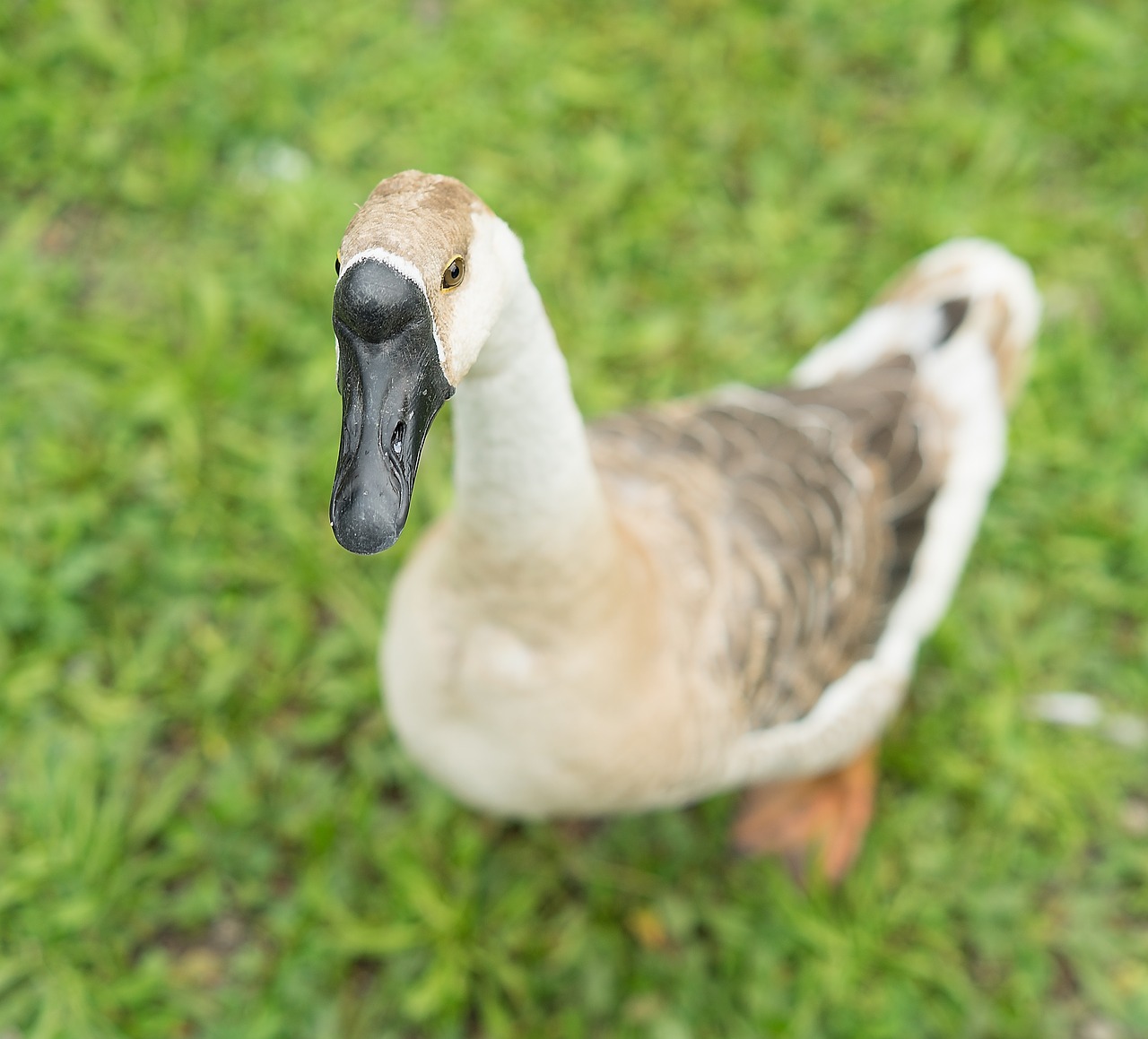 Image - animal bird duck water bird meadow