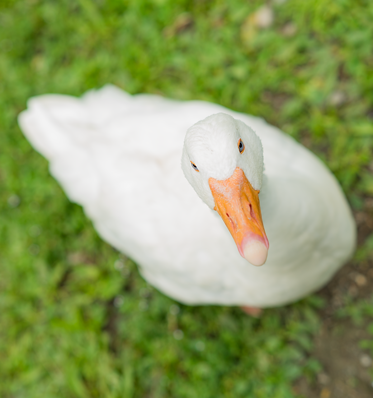 Image - animal bird duck water bird meadow