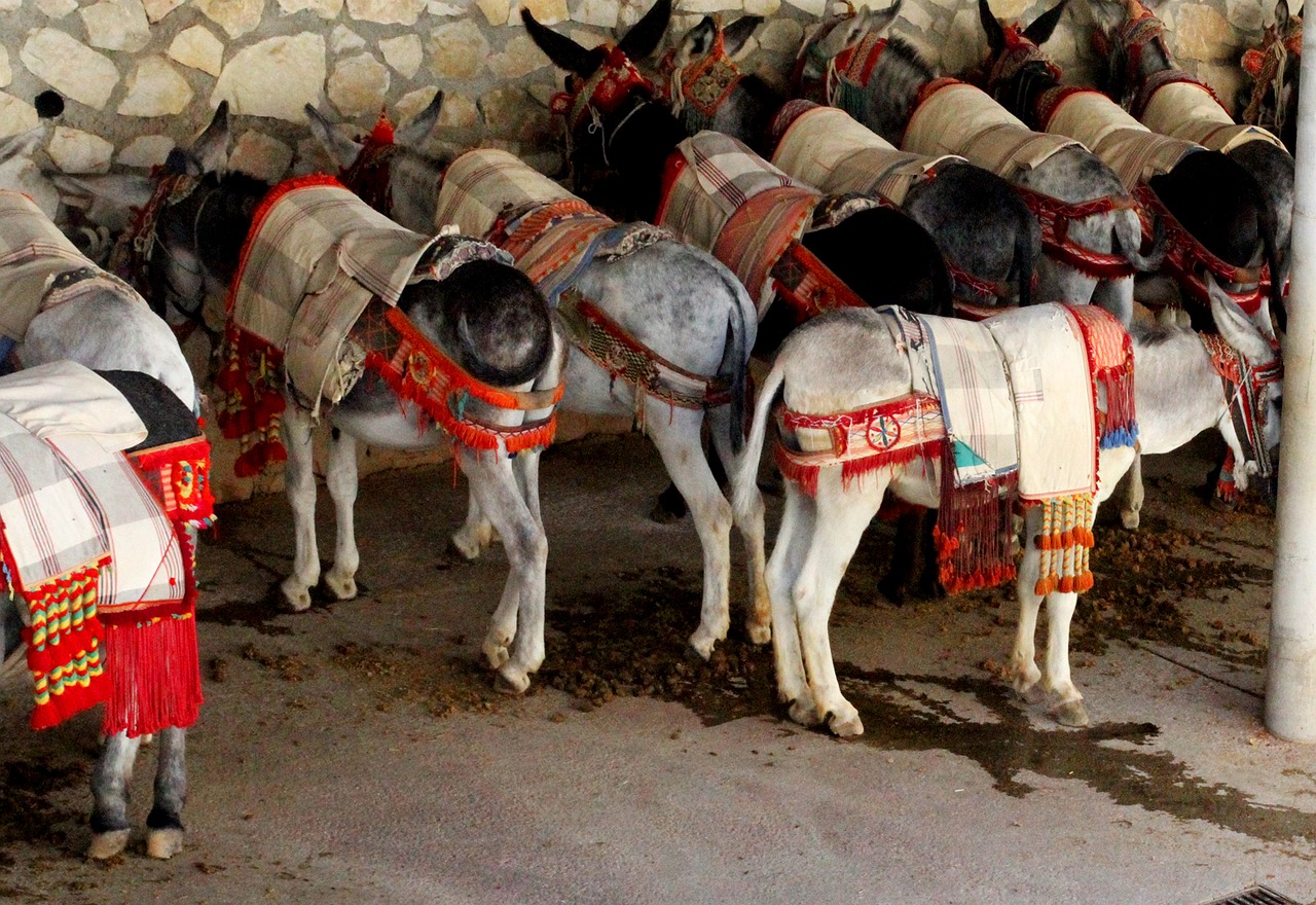 Image - burros donkey beast of burden spain