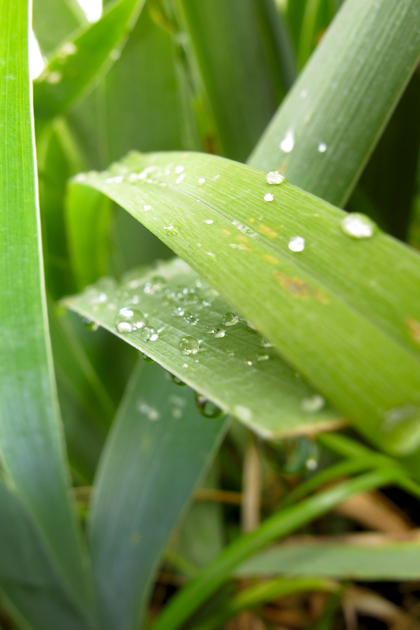 Image - just add water plant nature