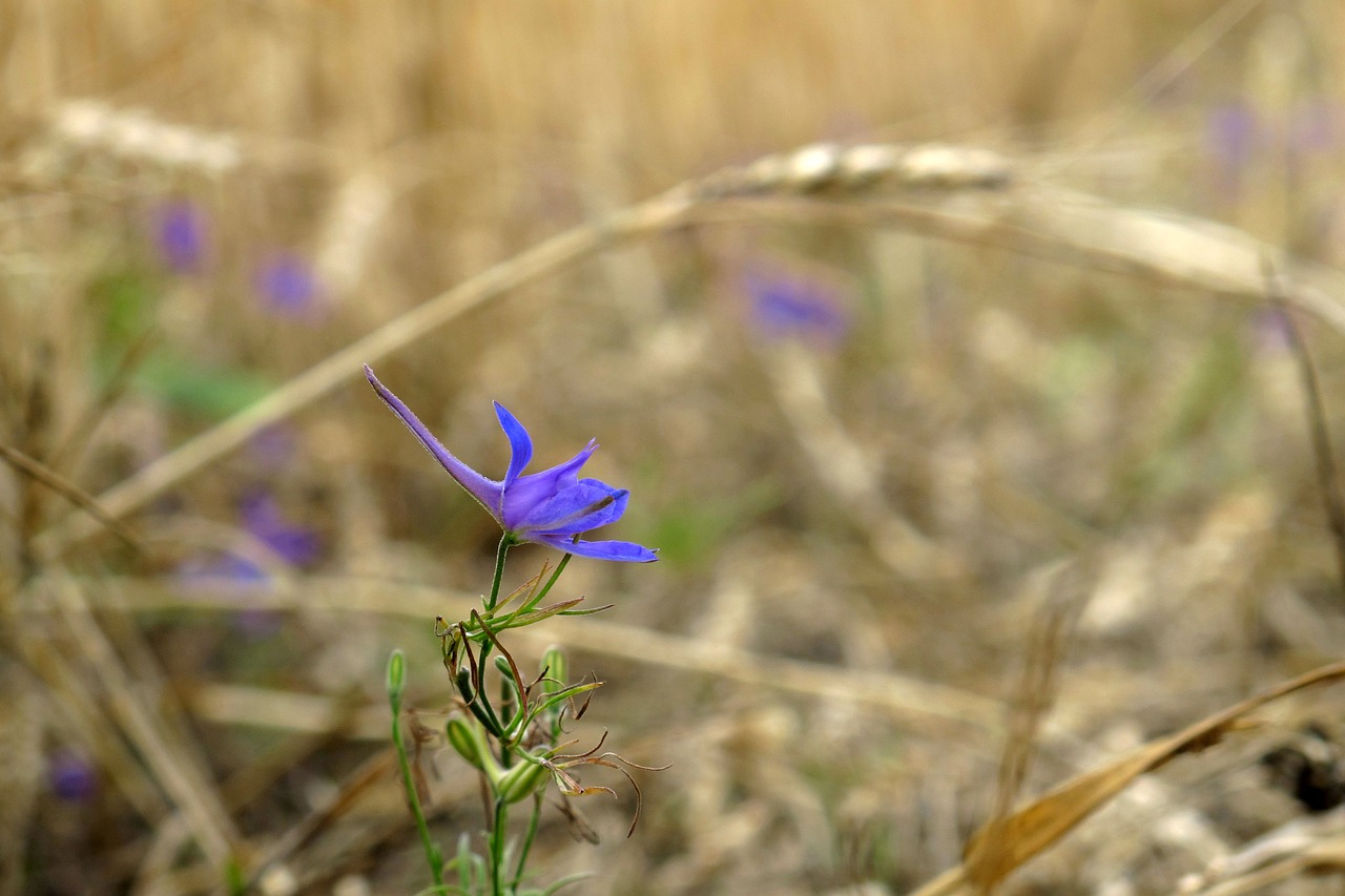 Image - flower purple wheat background