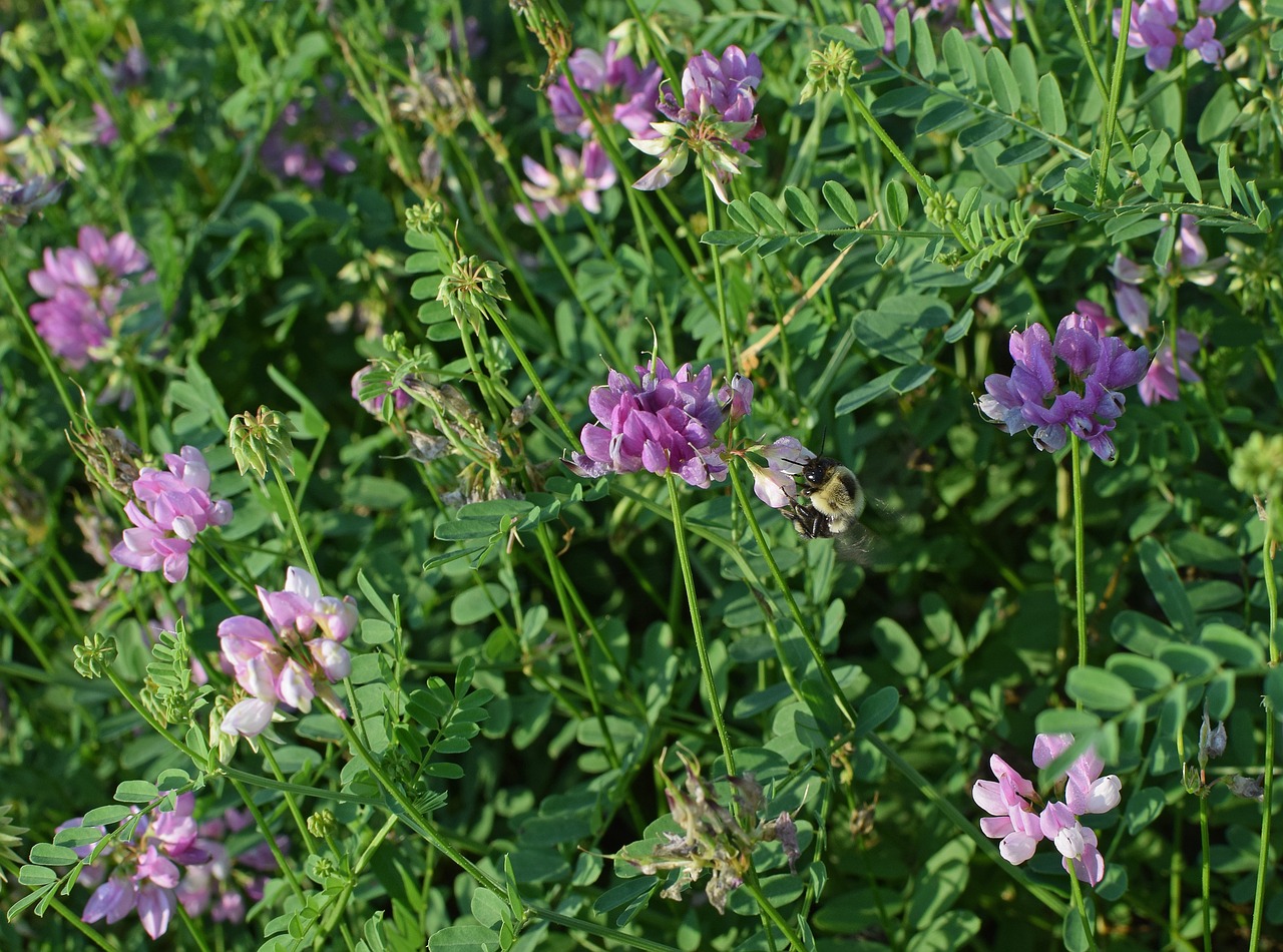 Image - crown vetch with bee flower blossom