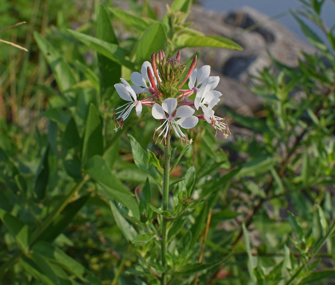 Image - white gaura butterfly flower flower