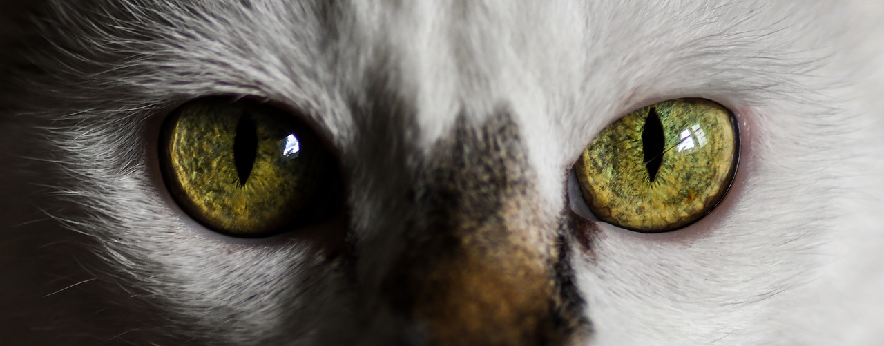Image - cat look eye eyes