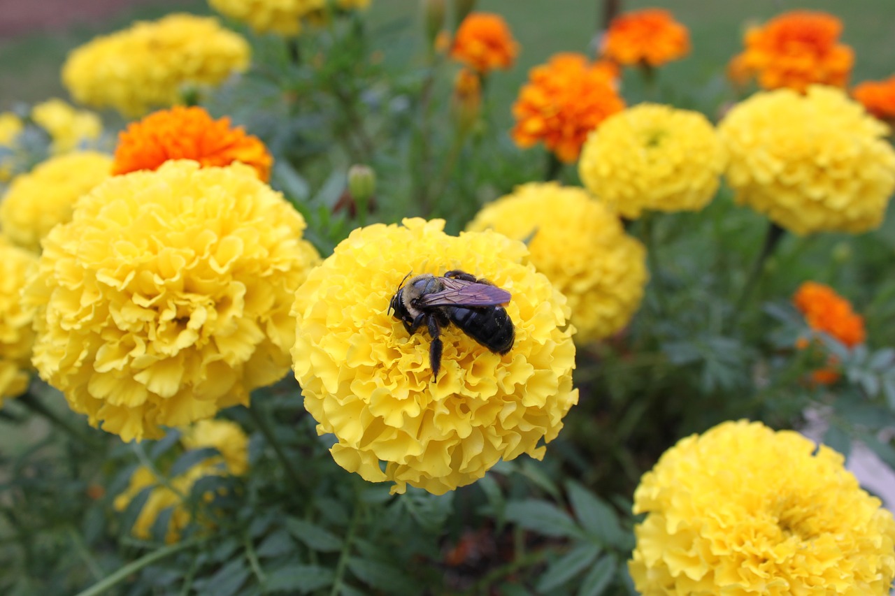 Image - flowers sucking bee nature